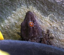 Gomera-Gecko (Tarentola gomerensis)
