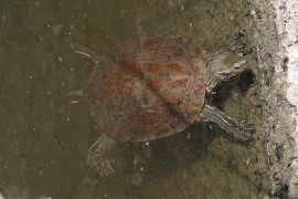 Westkaspische Schildkröte (Mauremys rivulata)
